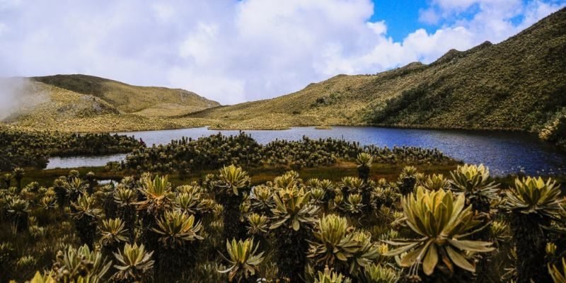 Cortesía: Observatorio de Bosques de Antioquia